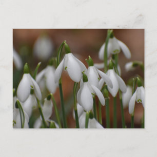 Sneeuwklokjes briefkaart