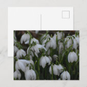 Sneeuwklokjes briefkaart (Voorkant / Achterkant)
