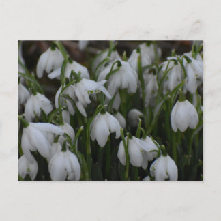 Sneeuwklokjes briefkaart