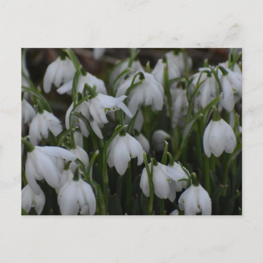 Sneeuwklokjes briefkaart (Voorkant)