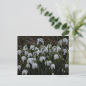 Sneeuwklokjes briefkaart (Staand voorkant)