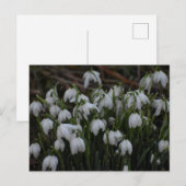 Sneeuwklokjes briefkaart (Voorkant / Achterkant)
