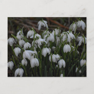 Sneeuwklokjes briefkaart