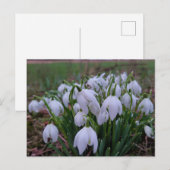 Sneeuwklokjes briefkaart (Voorkant / Achterkant)