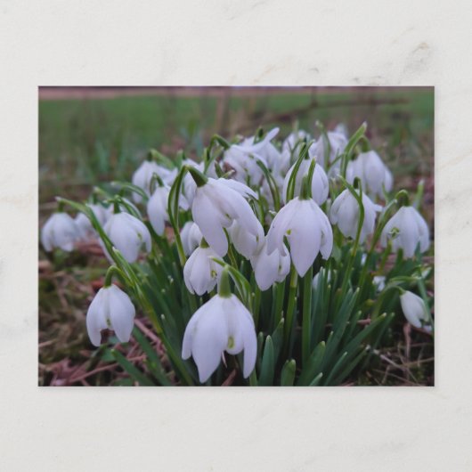 Sneeuwklokjes briefkaart (Voorkant)