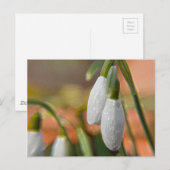 Sneeuwklokjes Briefkaart (Voorkant / Achterkant)