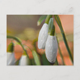 Sneeuwklokjes Briefkaart