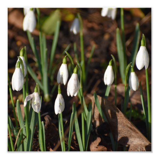 Sneeuwklokjes foto afdruk (Voorkant)