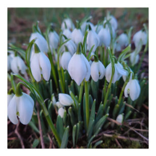Sneeuwklokjes foto afdruk