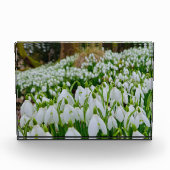 Sneeuwklokjes fotoblokken (Voorkant)