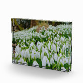 Sneeuwklokjes fotoblokken (Rechts)