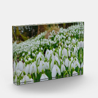 Sneeuwklokjes fotoblokken