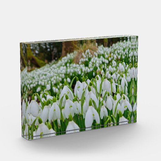 Sneeuwklokjes fotoblokken (Links)