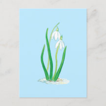 Sneeuwklokjes (Galanthus nivalis) Vroege Lente Blo