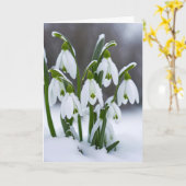 Sneeuwklokjes in sneeuw voor verjaardag kaart (Gele Bloem)