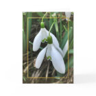 Sneeuwklokjes met gouden grens