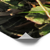 Sneeuwklokjes onder een Engelse taxusboom - gepers Poster (Hoek)