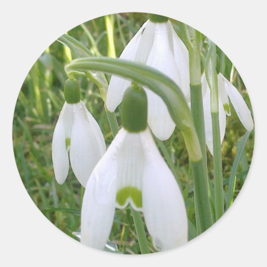 Sneeuwklokjes Sticker (Voorkant)