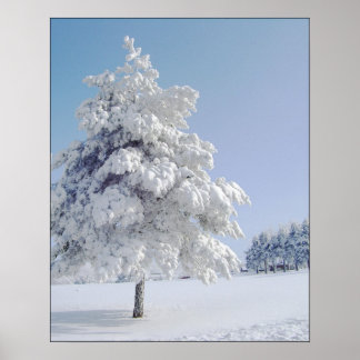 Sneeuwkuisboom Poster