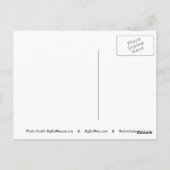 Sneeuwleopard-BCR-c-158 kopie Briefkaart (Achterkant)