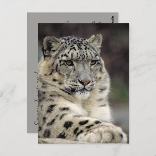 Sneeuwleopard-kaart Briefkaart (Voorkant / Achterkant)