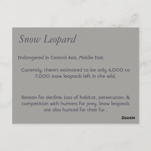 Sneeuwleopard-kaart Briefkaart (Achterkant)