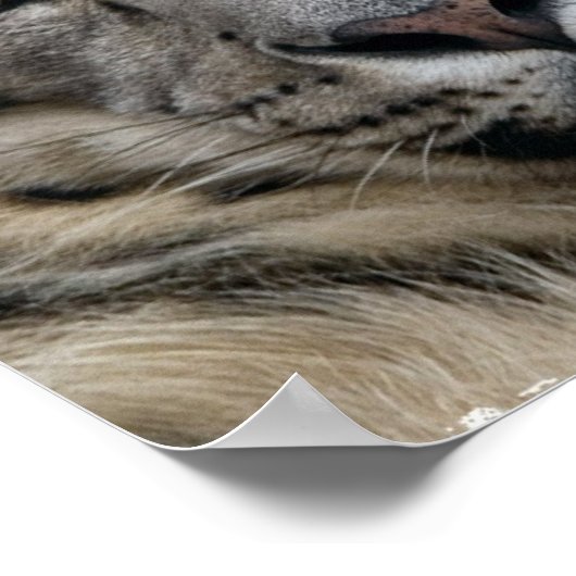 Sneeuwleopardprinter Poster (Hoek)