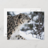 Sneeuwloopprofiel Briefkaart (Voorkant / Achterkant)