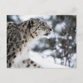 Sneeuwloopprofiel Briefkaart (Voorkant)