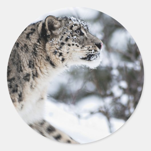 Sneeuwloopprofiel Ronde Sticker (Voorkant)