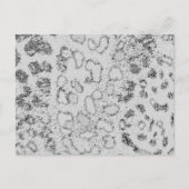 Sneeuwluipaard Briefkaart (Voorkant)