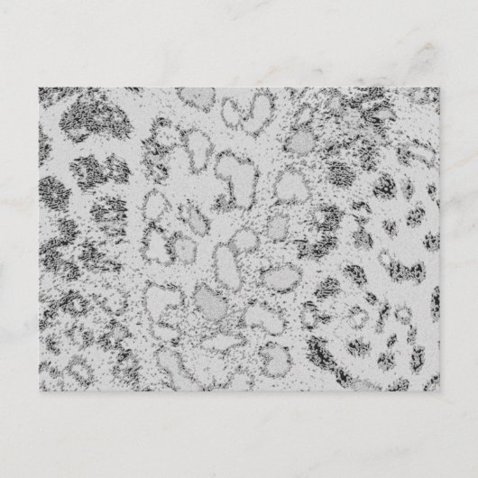 Sneeuwluipaard Briefkaart (Voorkant)