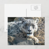 Sneeuwluipaard Briefkaart (Voorkant / Achterkant)