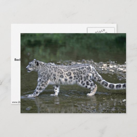 Sneeuwluipaard in de rivier briefkaart (Voorkant / Achterkant)