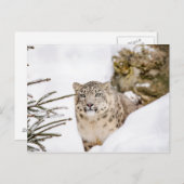 Sneeuwluipaard in de sneeuw briefkaart (Voorkant / Achterkant)
