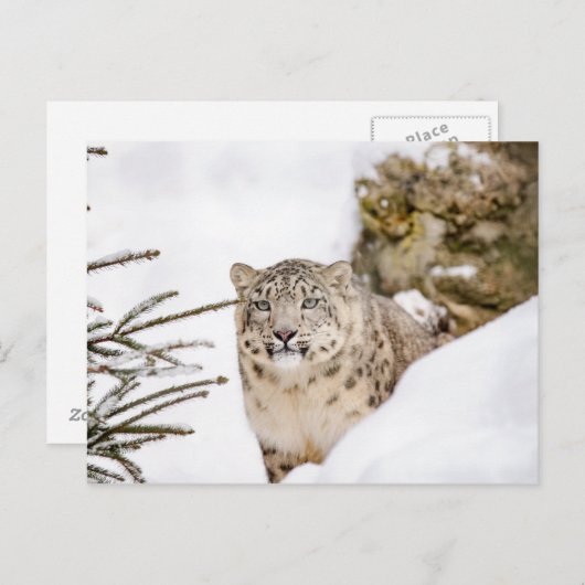 Sneeuwluipaard in de sneeuw briefkaart (Voorkant / Achterkant)