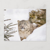 Sneeuwluipaard in de sneeuw briefkaart (Voorkant)