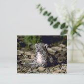 Sneeuwluipaard, jonge kubus briefkaart (Staand voorkant)