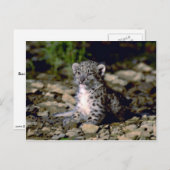 Sneeuwluipaard, jonge kubus briefkaart (Voorkant / Achterkant)