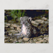 Sneeuwluipaard, jonge kubus briefkaart (Voorkant)