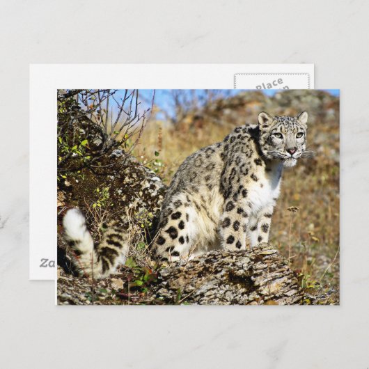 Sneeuwluipaard op het uitzoeken briefkaart (Voorkant / Achterkant)