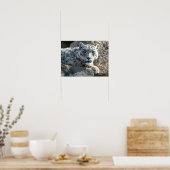 Sneeuwluipaard Poster (Keuken)