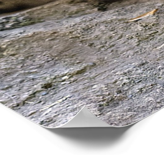 Sneeuwluipaard Poster (Hoek)