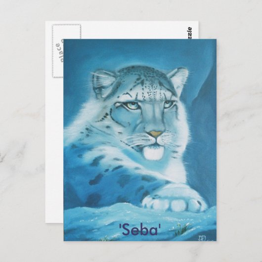 sneeuwluipaard, "Seba" Briefkaart (Voorkant / Achterkant)