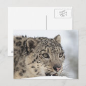 Sneeuwluipaard (Uncia uncia) 2 Briefkaart (Voorkant / Achterkant)
