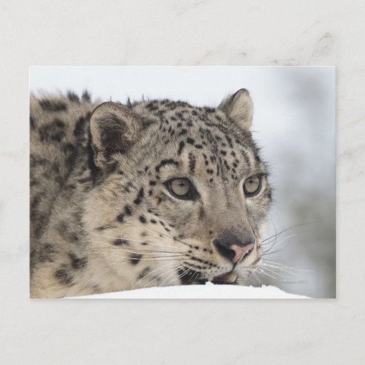Sneeuwluipaard (Uncia uncia) 2 Briefkaart (Voorkant)