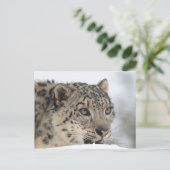 Sneeuwluipaard (Uncia uncia) 2 Briefkaart (Staand voorkant)