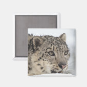 Sneeuwluipaard (Uncia uncia) 2 Magneet (Voorkant / Achterkant)