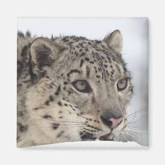 Sneeuwluipaard (Uncia uncia) 2 Magneet (Voorkant)