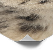 Sneeuwluipaard (Uncia uncia) 2 Poster (Hoek)